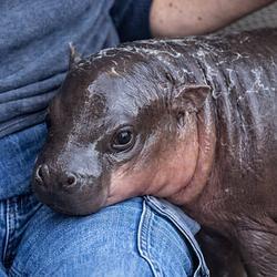 Логотип Jellybean