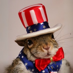 Логотип Sugar Bush the Squirrel